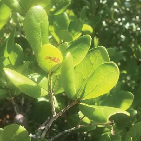 thumbnail for publication: Myrtle Oak, Quercus myrtifolia